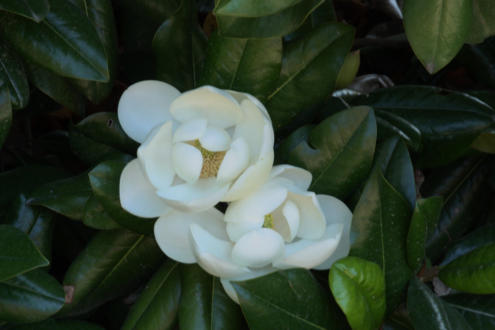 Magnolia at Mount Vernon