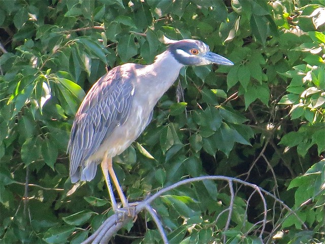 Yellow-crowned Night-heron at Kaufman Lake in Champaign, IL 01