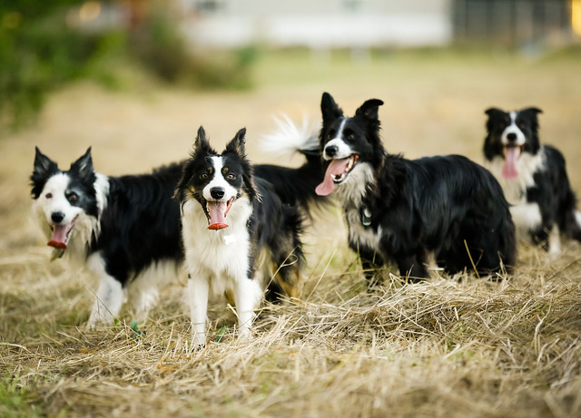 A border collie family brisbeethewhite — LiveJournal
