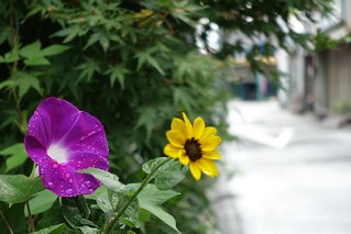 Flowers of summer in commuting 2014/08 No.1.