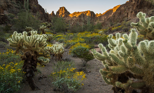 arizona cactus landscape desert sonorandesert cholla ajo landscapephotography arizonalandscape arizonasunrise
