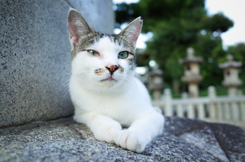 Cat in Gokokuji