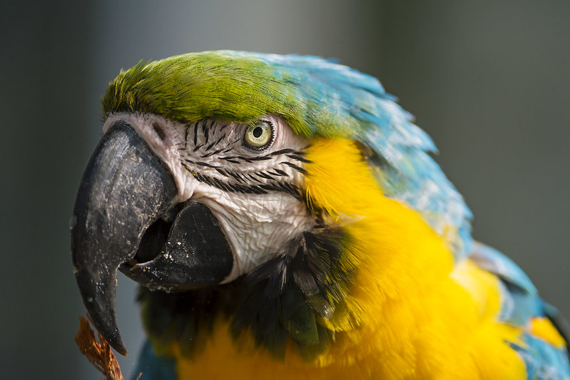 Portrait of a macaw