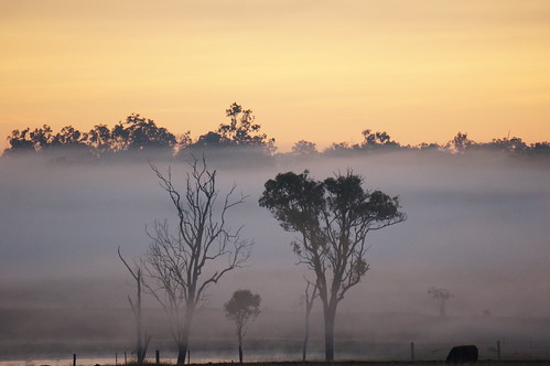 mist silhouette fog rural sunrise dawn farm country queensland