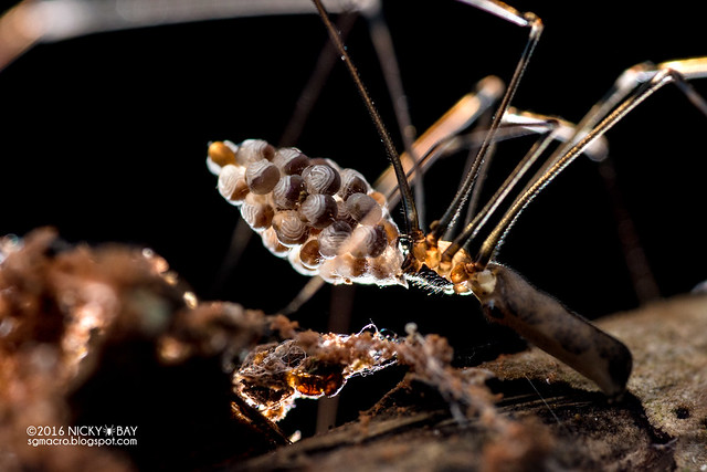 Daddy-long-legs spider (Pholcidae) - DSC_3285