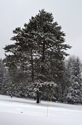 2015 canada ontario on winter northamerica bancroft snow landscape