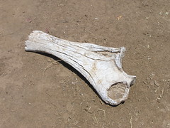Elephant bone