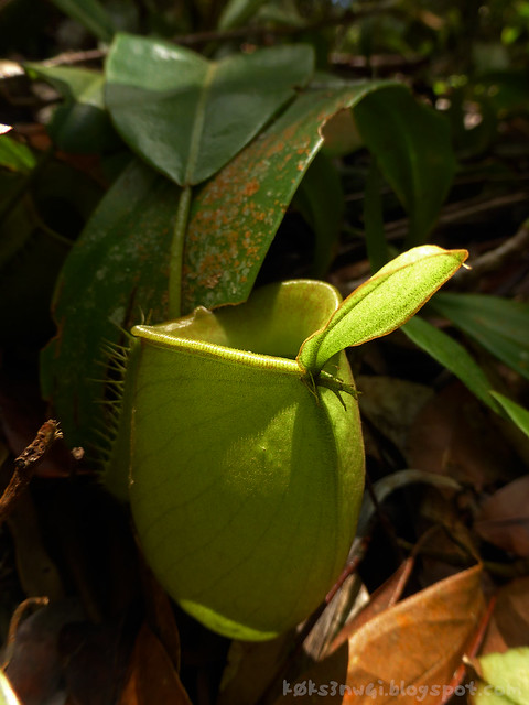 27 Bukit Serumbu Nepenthes ampullaria Single Pot