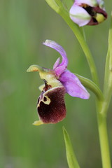 Late Spider Orchid - Ophrys holoserica