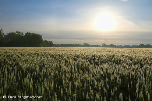 morning field weather clouds sunrise wheat dew kansas eureka wheatfield cpimages