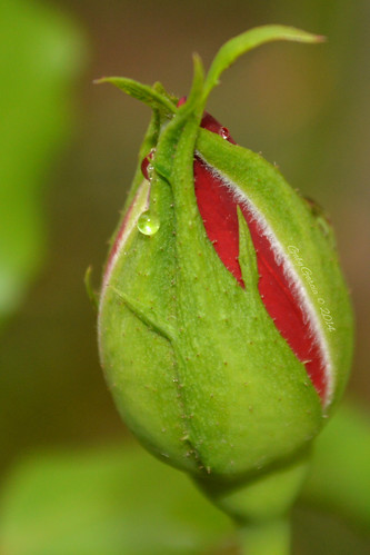 naturaleza nature rose méxico nikon rosa rosebud nikond3200 sanluispotosí gabygarcía