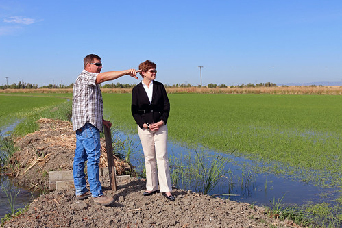 Agriculture Deputy Secretary Krysta Harden tours rice fields in the Sacramento Valley at the Yolo Bypass Wildlife Area on Jun. 24, 2014. Rice grower Mike DeWit has a cooperative arrangement to provide habitat for wildlife while growing rice. Photo courtesy California Rice Commission.