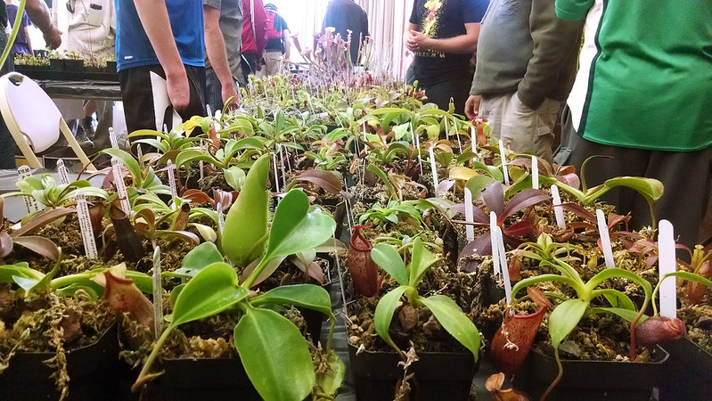 Nepenthes for sale at the 2014 BACPS Show and Sale.