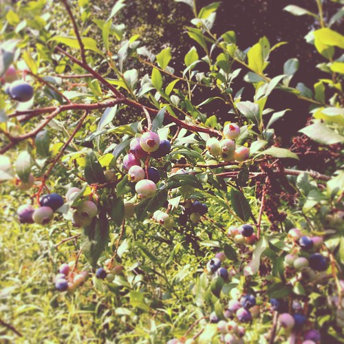Brookfield Farm Blueberries