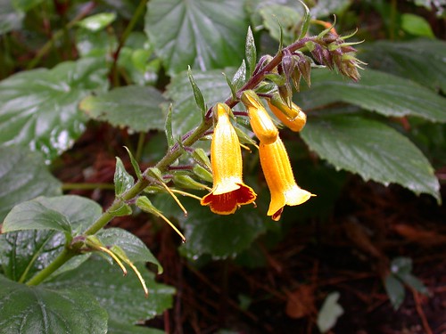 Titanotrichum oldhamii (Gesneriaceae)
