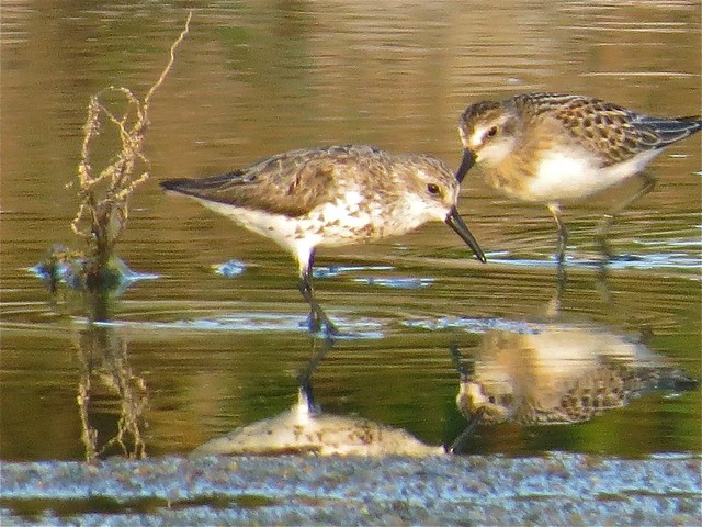 Western Sandpiper at El Paso Sewage Treatment Center in Woodford County, IL 10