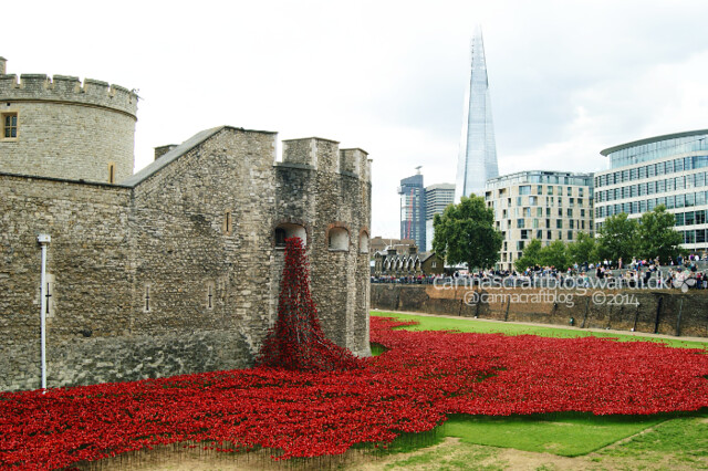 Tower Poppies