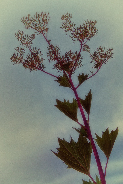 Pale Indian Plantain - Tallgrass Prairie Flower