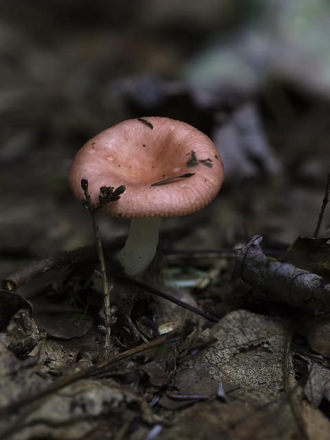 mushroom15