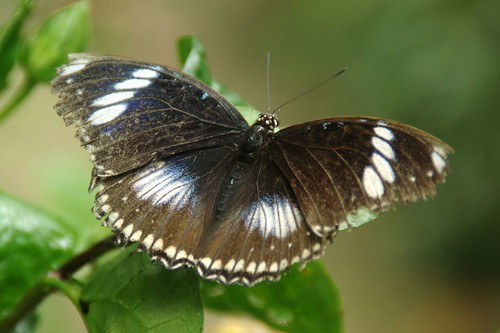 papillon insecte sanguinet landes aquitaine lépidoptère