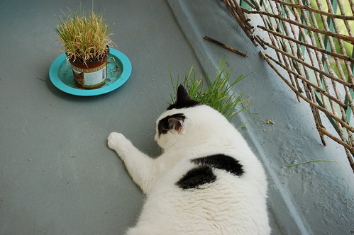balcon herbe chat verdure besoin