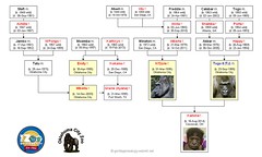 Gorilla Family - Oklahoma City - Togo's Group