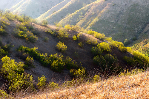 trees summer foothills green grass yellow canon landscape golden hiking socal valley southerncalifornia orangecounty dslr sl1 ridges yorbalinda chinohillsstatepark sigma18250mmf3563dcmacrooshsm