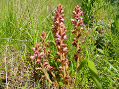 Bedstraw Broomrape (Orobanche caryophyllacea) - Photo of Ceilhes-et-Rocozels