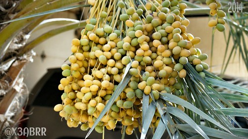 fruit عدستي برحي تصويري السعودية الرياض 500px فاكهة