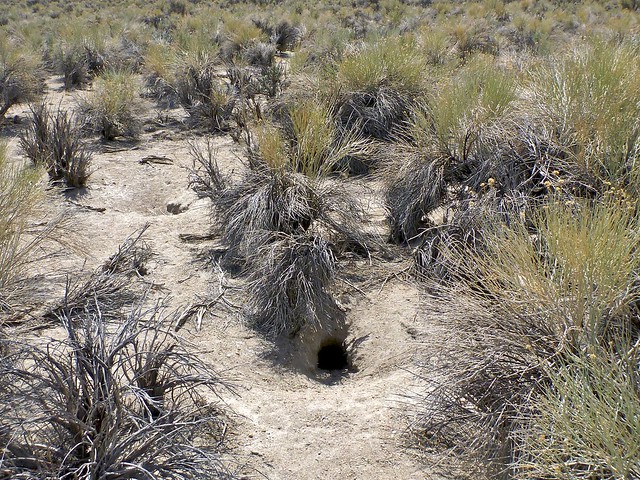 pygmy rabbit runs and burrows