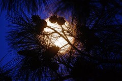 219/365: Moon through pines