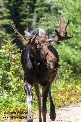 summer male mammal wildlife moose bull algonquinpark bullmoose mizzylaketrail arowhonroad