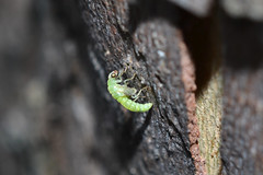 Green Lacewing Pupa (Chrysopidae) pre molt