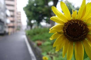 Sunflower in the rainy day.