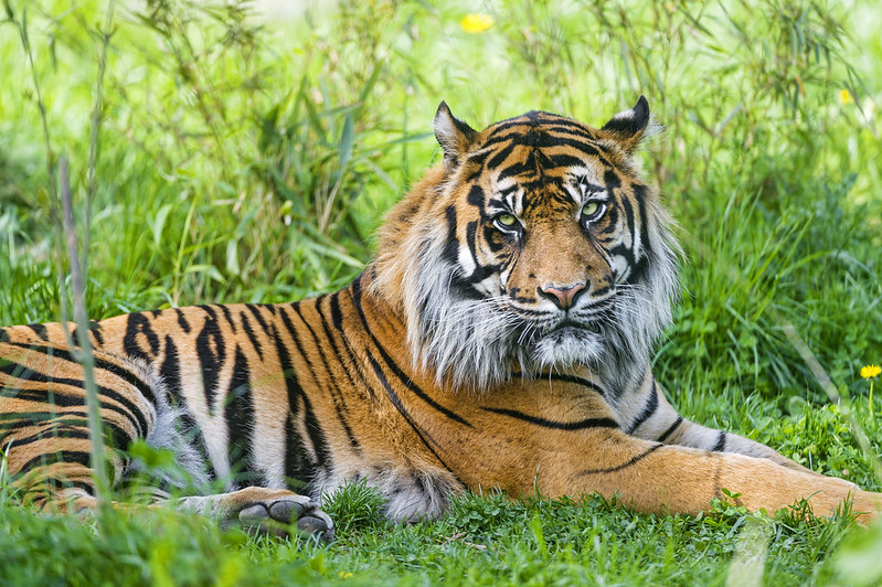 Lying and posing male Sumatran tiger