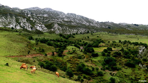 fauna flora asturias paisaje asturies laviana peñamayor principadodeasturias güés funeres altonalón sx50hscanon