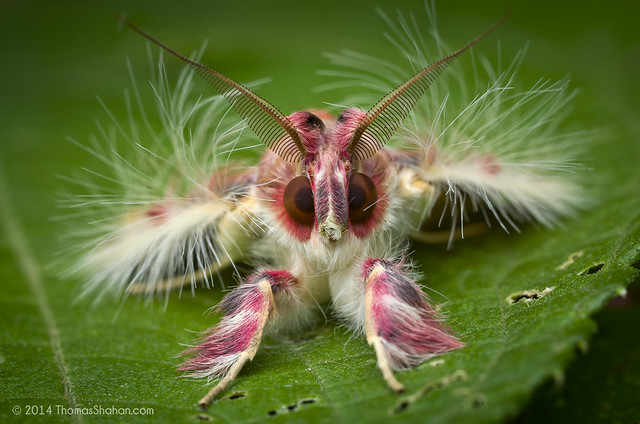 Walker's Moth (Sosxetra grata) - Belize