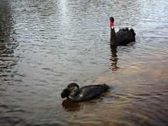 Big Swamp Walk: Musk Duck and Black Swan