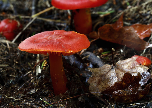 red nature mushroom canon maritime fungus maritimes miramichi hygrocybe canonxti mushroomsandfungi
