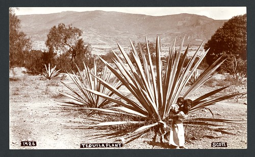 méxico niños fotografía mezcal 18901910 valledeoaxaca fotógrafoscott magueydelmezcal agaveparaelmezcal mitlaestadodeoaxaca