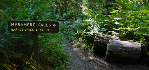 Trail to Marymere Falls in the Olympic National Park