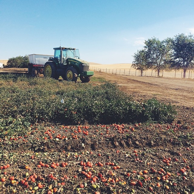 Spent the morning on a tomato farm learning the ins and outs. #TASTE14 #Campbells @bestfoodfacts