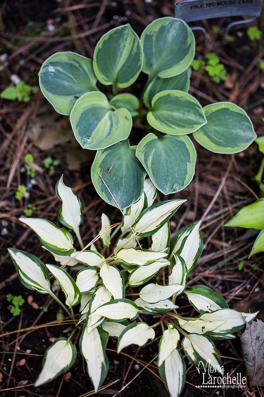 Hosta Frosted Mouse Ears 14844750771_7a2050964c_c