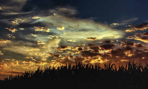 sunset summer sky silhouette clouds rural skyscape landscape evening cornfield dusk farm carrollcountymaryland uppercomaryland sonya65v summer2014 zunikoff