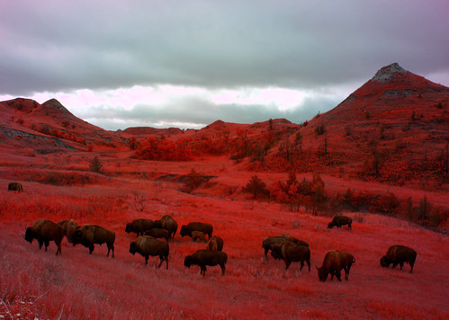 trees wild grass landscape scenic northdakota infrared badlands bison