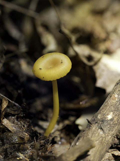 mushroom18