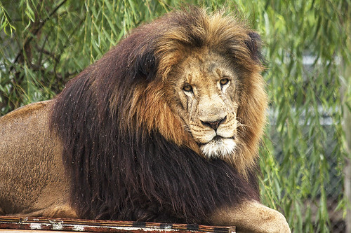 animal animals burlington cat nc lion handsome bigcat conservatorscenter canoneos50d 70300mmf4f56 pacinolion wildliferescuefacility