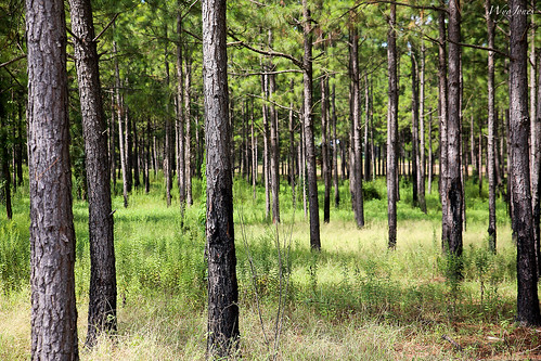 trees usa georgia woods timber pines np peachcounty southernforest wyojones