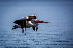 Australian Pelican in Flight