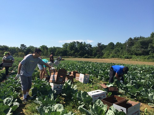 USDA volunteers harvest food for a local food bank during a gleaning event in Clinton, MD.